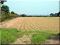 SJ6043 : Crop growing in field by Nigel Williams