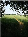 Footpath through the wheat