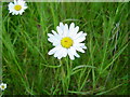 Ox eye daisy