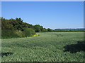 Farmland by the Tysoe Road