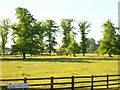 Trees and meadow at Ashby-de-la-Zouch