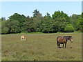 Mare and foal, near Black Barrow, New Forest