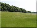 Meadow with daisies, Lily Bottom, near Hampden