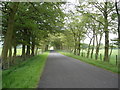 Avenue of trees approaching crossroads near Forth