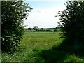 A Gap in the Hedge on Lock Lane