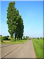 Lombardy poplars at Washmere Green