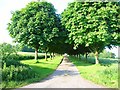 Avenue of trees