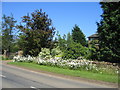 Roadside flowers