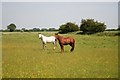 Ponies in a meadow near Nettleham