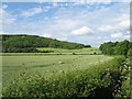 Farmland and forest below Roundway Hill