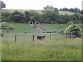 SP9504 : Ostrich farm, Chesham Vale by David Hawgood