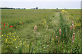 Farmland near Scothern, Lincolnshire