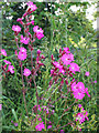 Red Campion