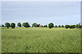 Farmland off Ashing Lane