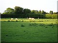 Sheep pasture near Greenways