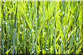 SY7188 : Green Wheat by Paul Snelling