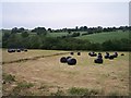 Wrapped Round Bales, Brockhampton Court