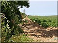 Potato Field