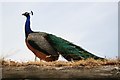 Peacock at Mountfitchet Castle