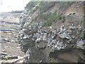 NU2231 : Kittiwakes nesting on a cliff, North Sunderland point by N Chadwick