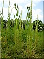 Weld and teasels