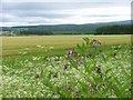 Agricultural Land Near Wester Kerrowgair