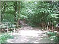 Bridleway through the Trees