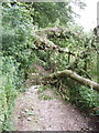 SP9504 : Fallen tree blocking track, Chesham Vale by David Hawgood