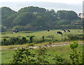 Grazing cattle