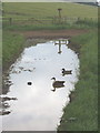 Ducks in a puddle, Well Farm, Berkhamsted Common