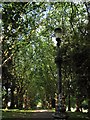 Tree lined avenue in St. George Park