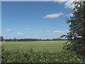 Wheat field, near Wheatley