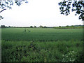 Winter wheat from High Road, Cotton End, Beds