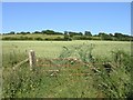 Fields of wheat, south of Wingmore