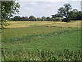 Local crops in Roxton