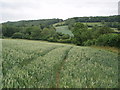 Redlake stream valley