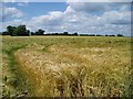 Barley field