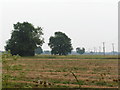 Two trees in a fallow field, North of Tudeley.