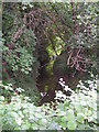 Woodland stream in North Tonbridge.