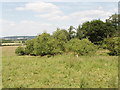 Willow trees near Toot Baldon