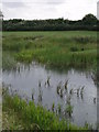 Rhine and reed bed