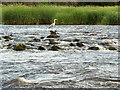 Heron, River Forth