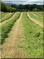 Hay-meadow, Coldoch