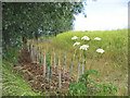 Hedge planting - Sandon