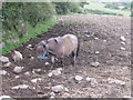 Small shetland pony near Porkerris