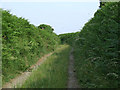 An overgrown lane