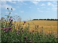 Barley and Knapweed flowers