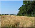 Barley field by Long Wood