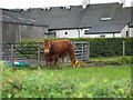 Blairquhannan Farm livestock.