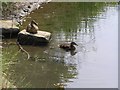 Ducks on Carr Forge Dam